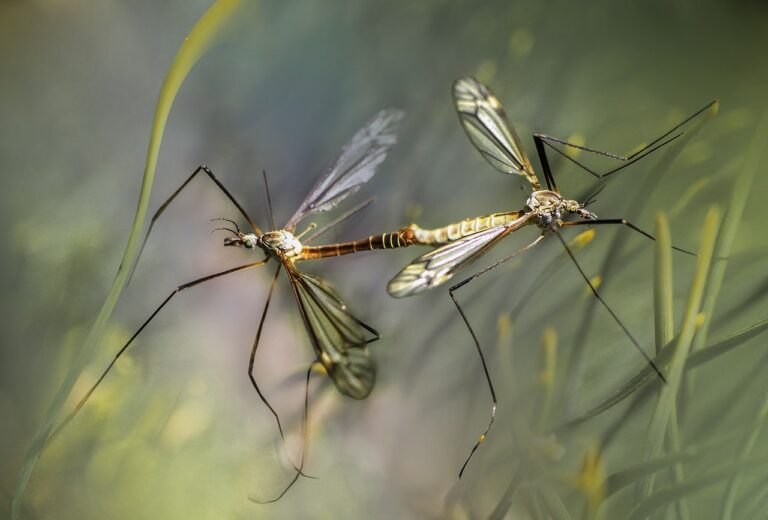 Unveiling the Mighty Mosquito: Nature's Persistent Puzzler and Its Impact on Our Lives! Answering top 15 asked Questions