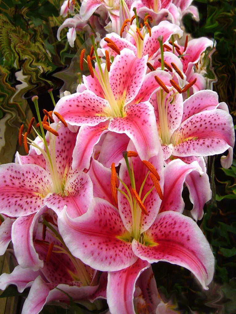 "Pink Lily Reverie: Unveiling the Enchanting Variants, Origins, and Profound Emotions of 5 Blooming Wonders"