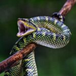 Pit Vipers: A Closer Look at Nature's Venomous Predators and Answering 5 most asked FAQs